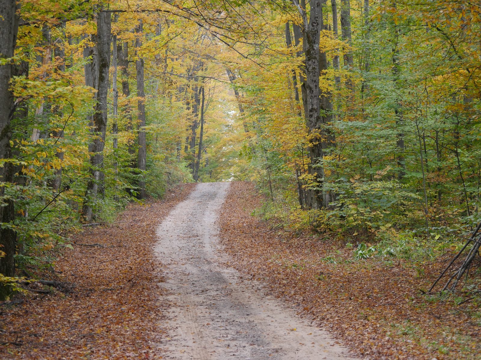 A quiet dirt road winding through a Northern Michigan hardwood forest in autumn color near Manistee